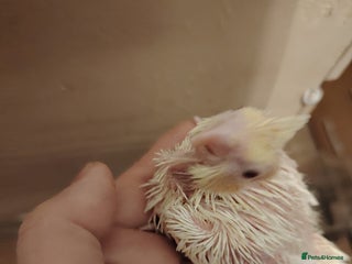 Cockatiels birds Baby cockatiels hand rear - Advert 1