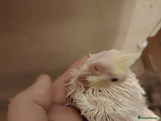 Cockatiels birds Baby cockatiels hand rear - Advert 8