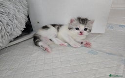 Perdoll cats for sale: Persian x ragdoll - Image 6