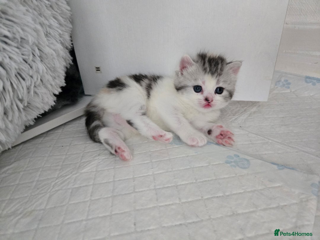 Perdoll cats for sale: Persian x ragdoll - Image 6