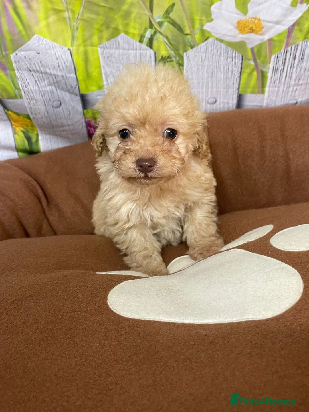 Cavapoo dogs for sale: F1B cavapoos ⭐️ - Advert 7
