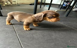 Mixed Breed dogs for sale: One lovely French Bulldog x Dachshund boy  Puppies - Image 8
