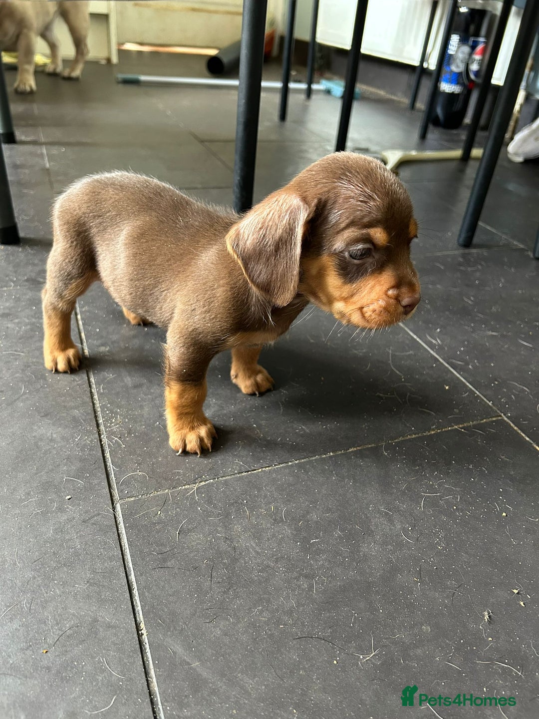 Mixed Breed dogs for sale: One lovely French Bulldog x Dachshund boy  Puppies - Image 8