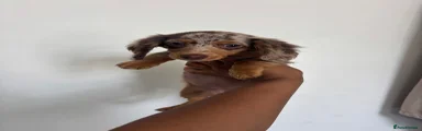 Dachshund 2
