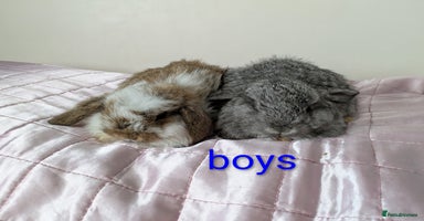 Mini Lop rabbits - Advert 8