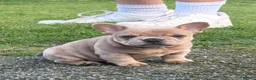 French Bulldog dogs for sale: 2 gorgeous French bulldog puppies  - Advert 15