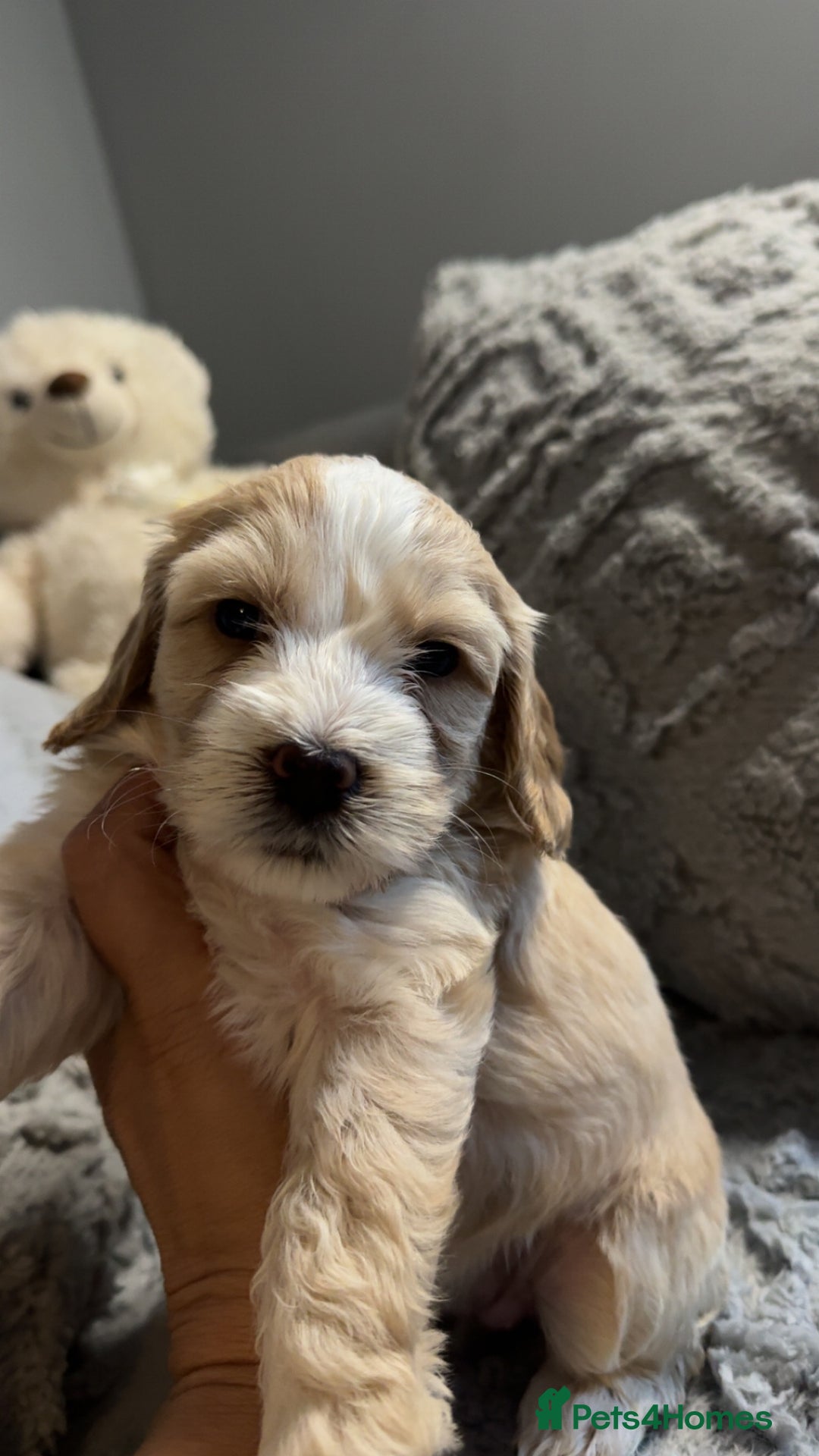 Cockapoo dogs for sale: Gorgeous f2 cockapoo pups  - Image 21