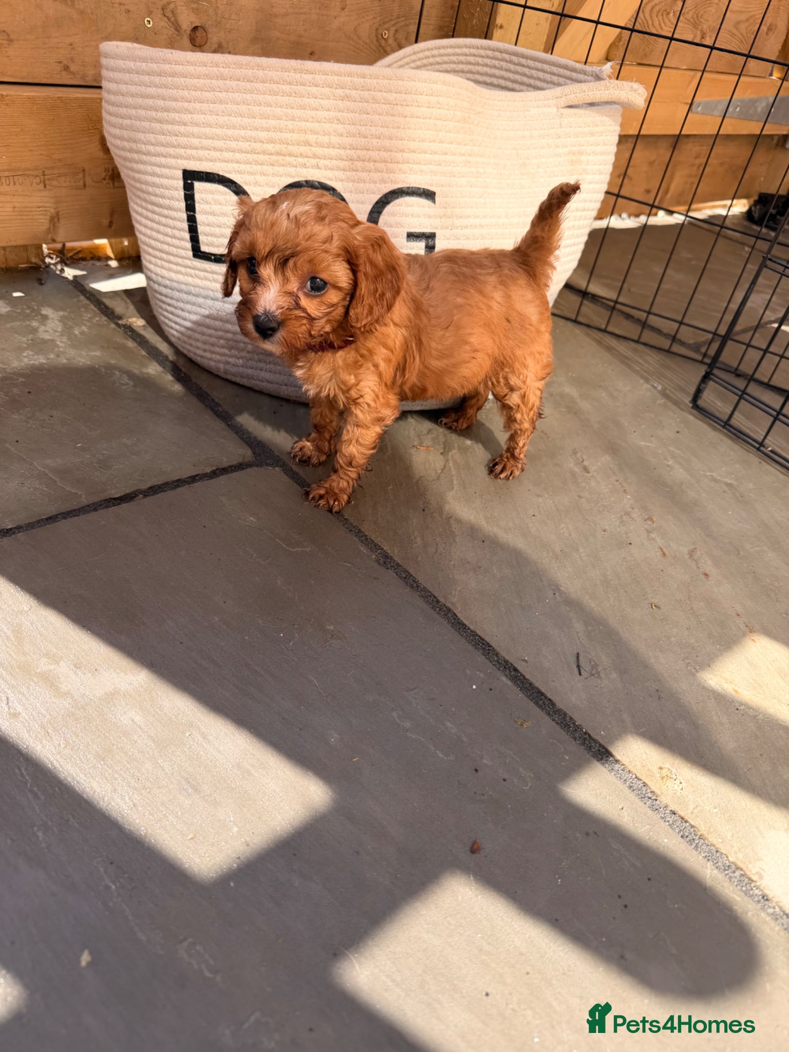 Cavapoo dogs F1 cavapoos 🥰dna health clear parents,💙🩷  - Advert 2