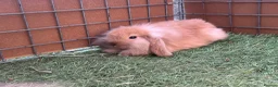 Mini Lion Lop rabbits for sale: Mini Lion Lops in Richmond - Advert 3