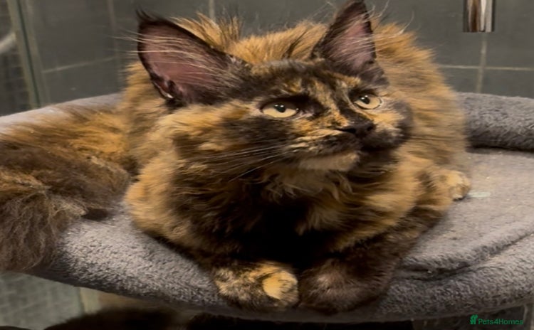 Maine Coon cats in Wallington - Advert 8