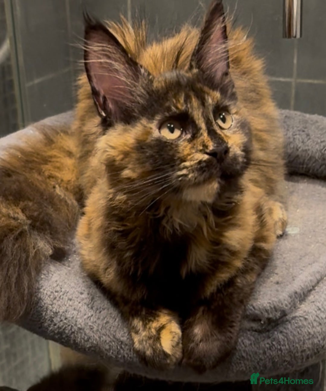 Maine Coon cats for sale: Adorable Maine Coon kitten remaining in Wallington - Image 1