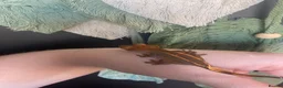 Gecko reptiles for sale: Crested Gecko Babies - Advert 8