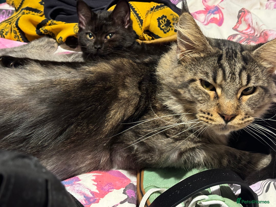Maine Coon cats for sale: Beautiful cats looking for forever homes - Image 27