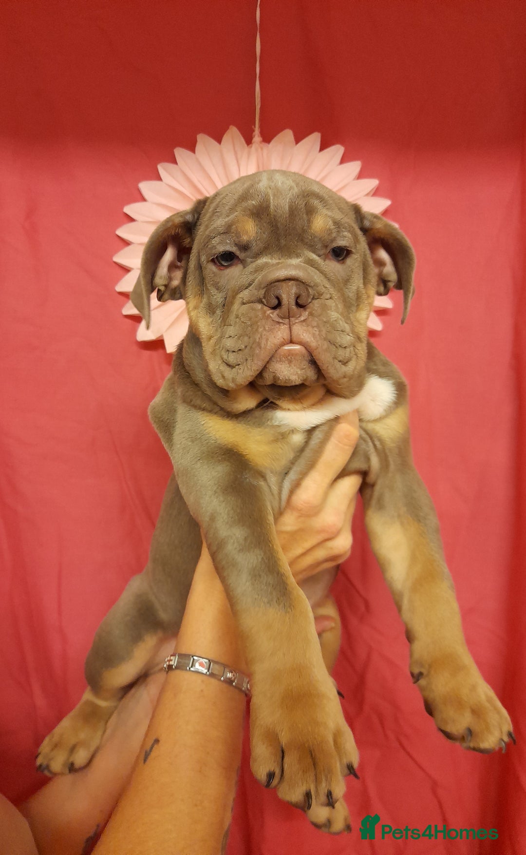 Mixed Breed dogs for sale: F1 olde English bulldog - Advert 30
