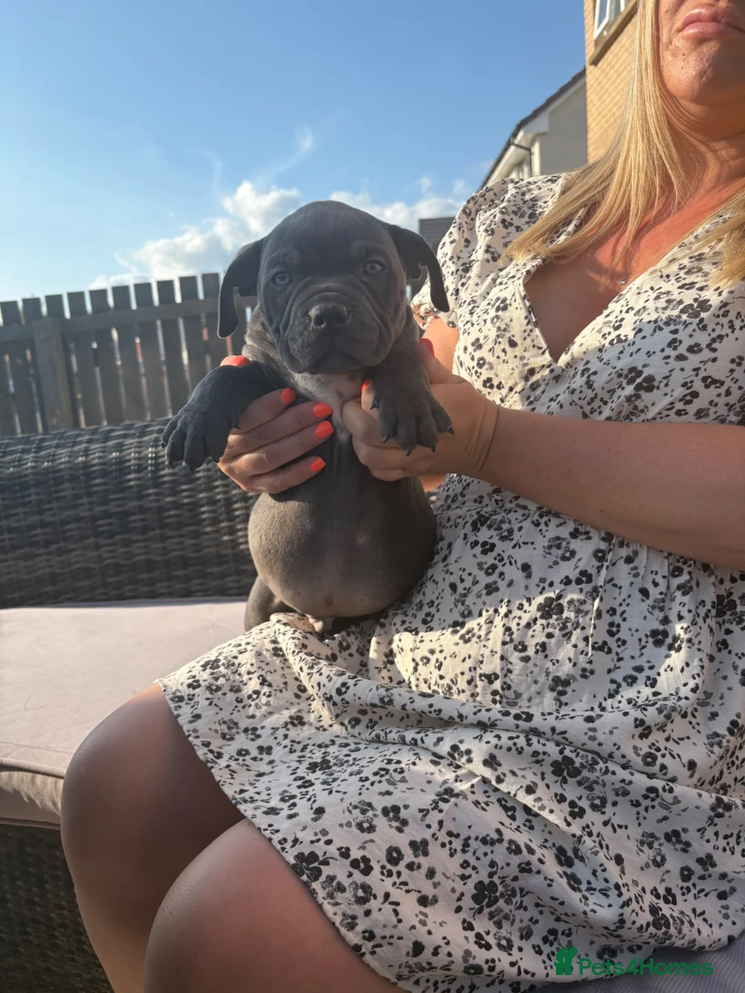 American Bully dogs for sale: Last pocket bully’s ready to leave today  - Advert 2