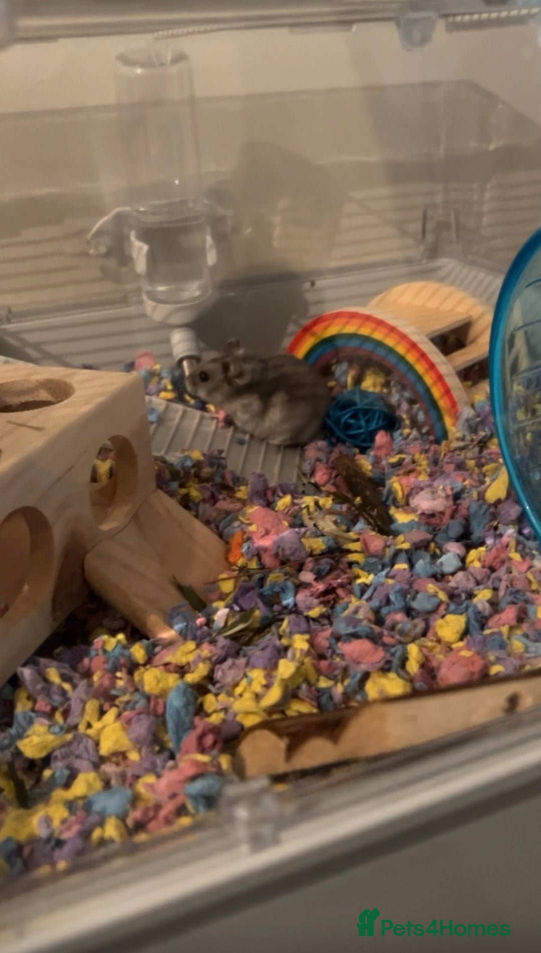 Hamster rodents for sale: Russian dwarf hamster for sale - Image 2