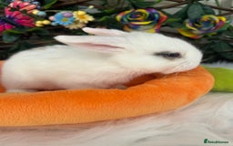 Mini Lop rabbits for sale: Pure Breed Mini lops  - Image 19