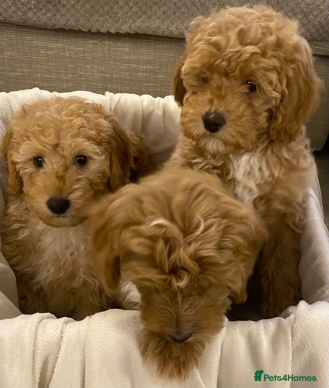Cavapoo dogs for sale: RED & WHITE CAVAPOO PUPPIES TOP QUALITY BREEDER - Advert 32
