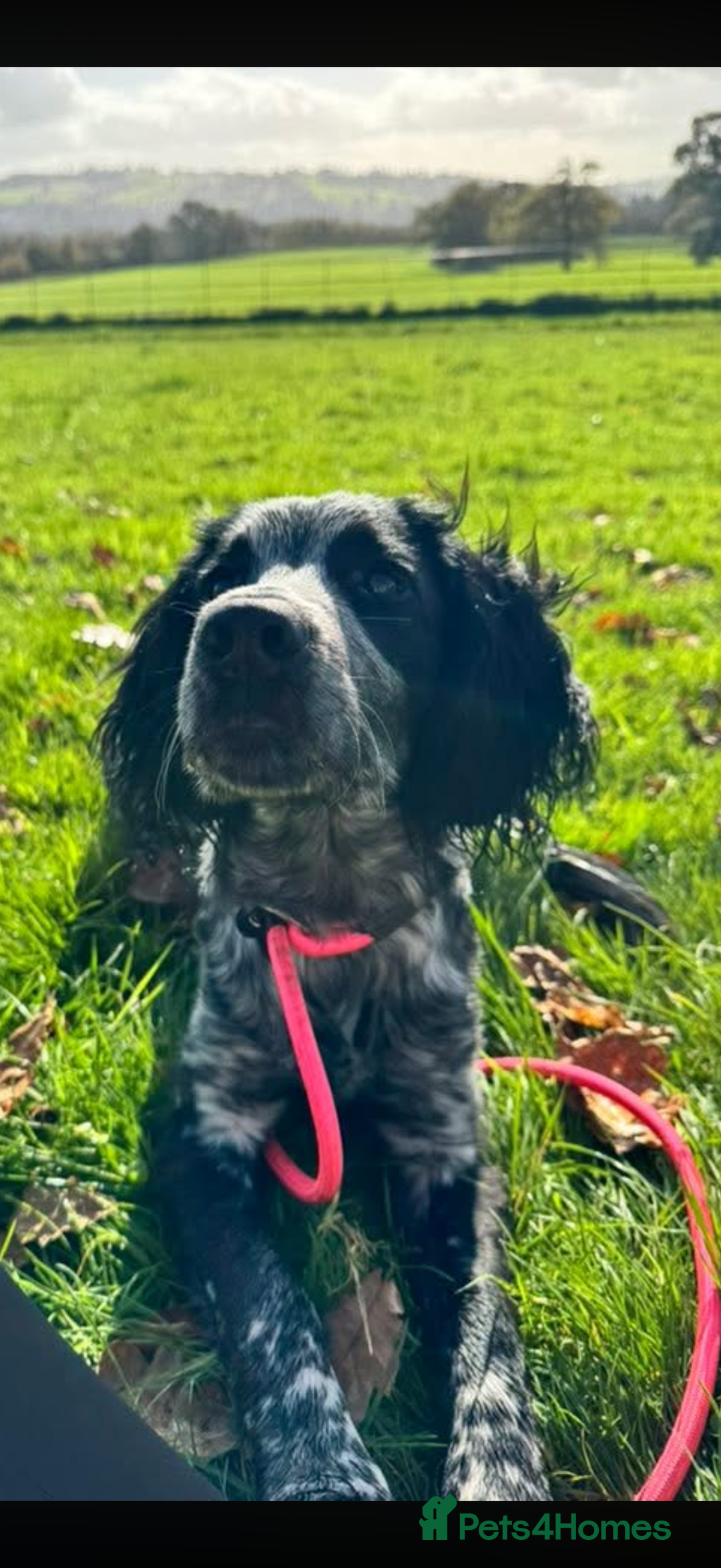 Sprocker dogs for sale: Spocker spaniel for sale  - Image 2