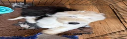 Old English Sheepdog dogs for sale: Kc Registered Old English Sheepdogs  - Advert 2