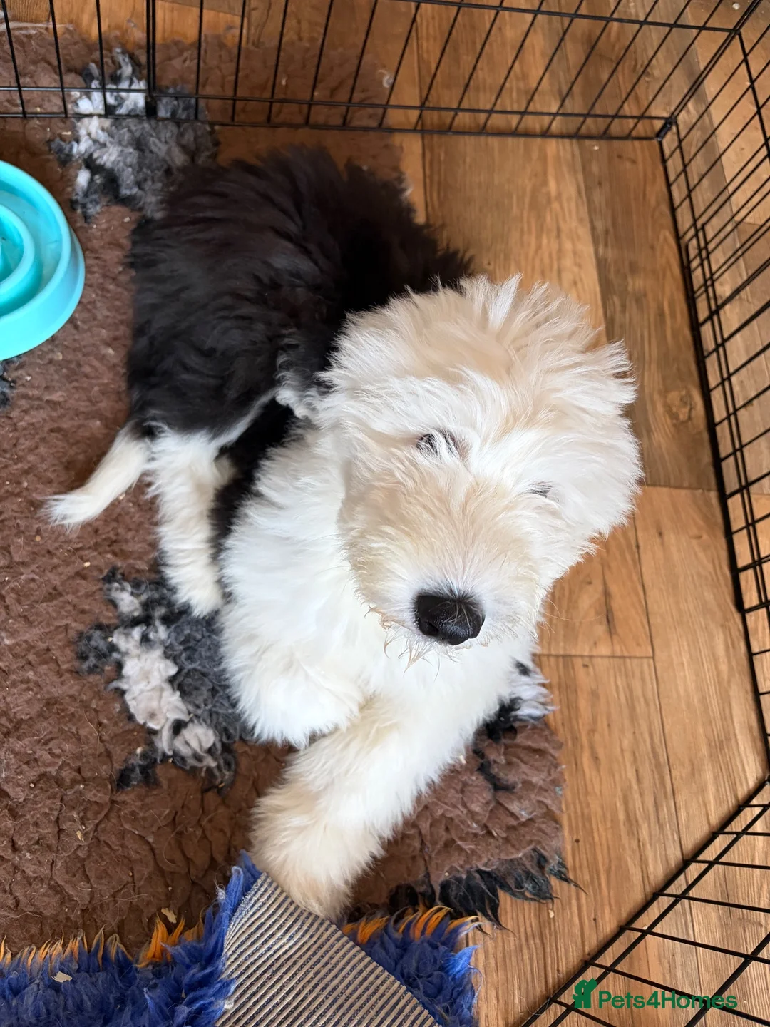 Old English Sheepdog dogs for sale: Kc Registered Old English Sheepdogs  - Advert 2