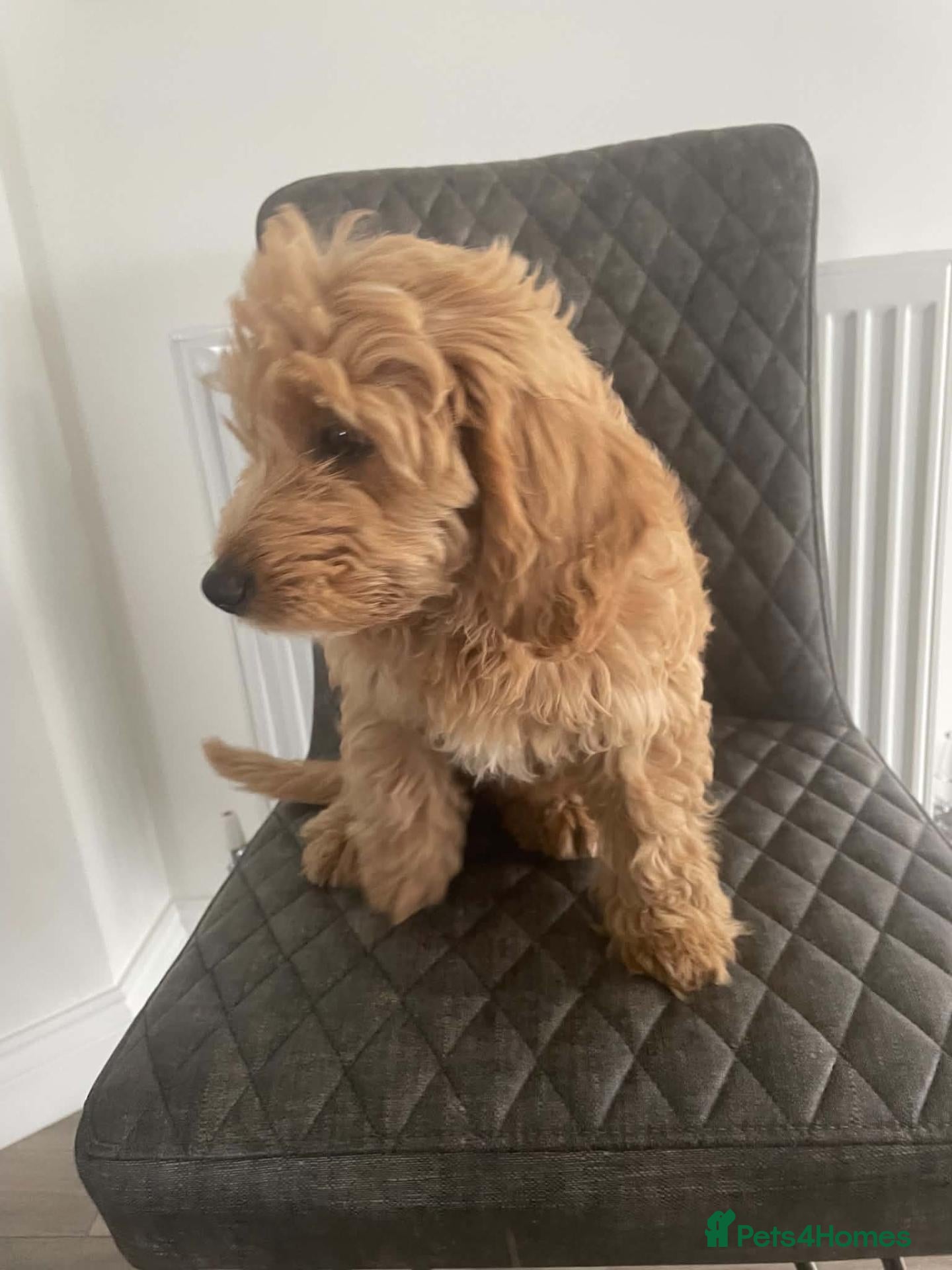 Cockapoo dogs Hawarden puppies 🐶  - Advert 2