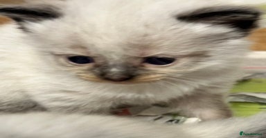 Mixed Breed cats - Advert 12