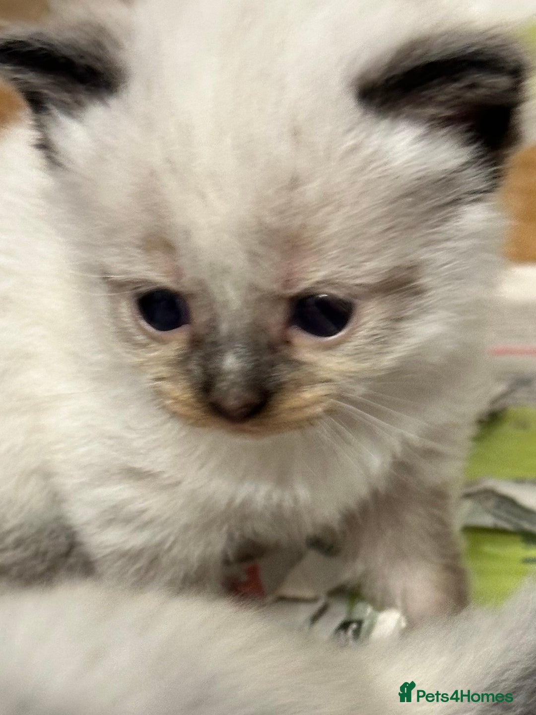 Mixed Breed cats for sale: Stunning part ragdoll kittens  - Image 2