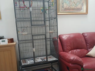 Budgerigars birds - Advert 28