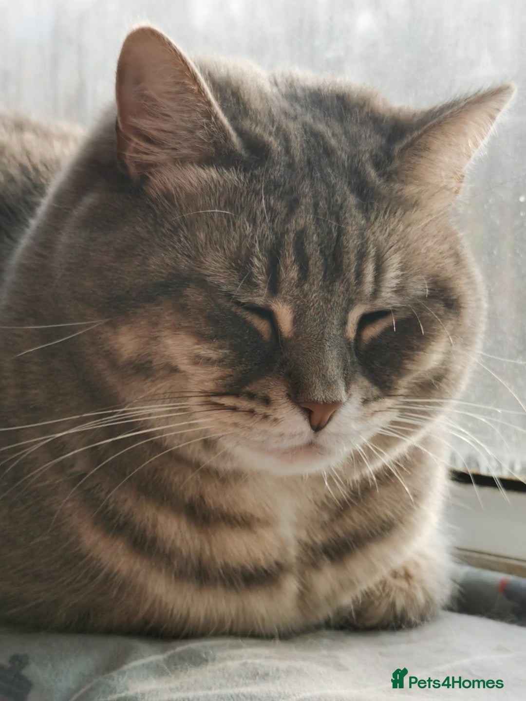 British Shorthair cats for sale: 4-Year-Old Female Cat, Neutered & Microchipped - Image 7