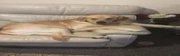 Golden Retriever dogs for stud: Golden retriever for stud - Advert 8