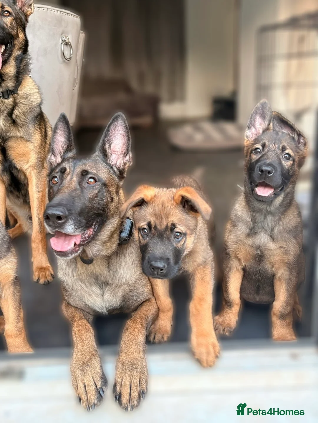 Mixed Breed dogs for sale: 1 boy and 1 girl remaining from the litter - Advert 1