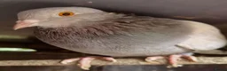 Pigeons birds for sale: TAME Adult Pet Pigeons & Pairs [Fancy Breeds] - Advert 6