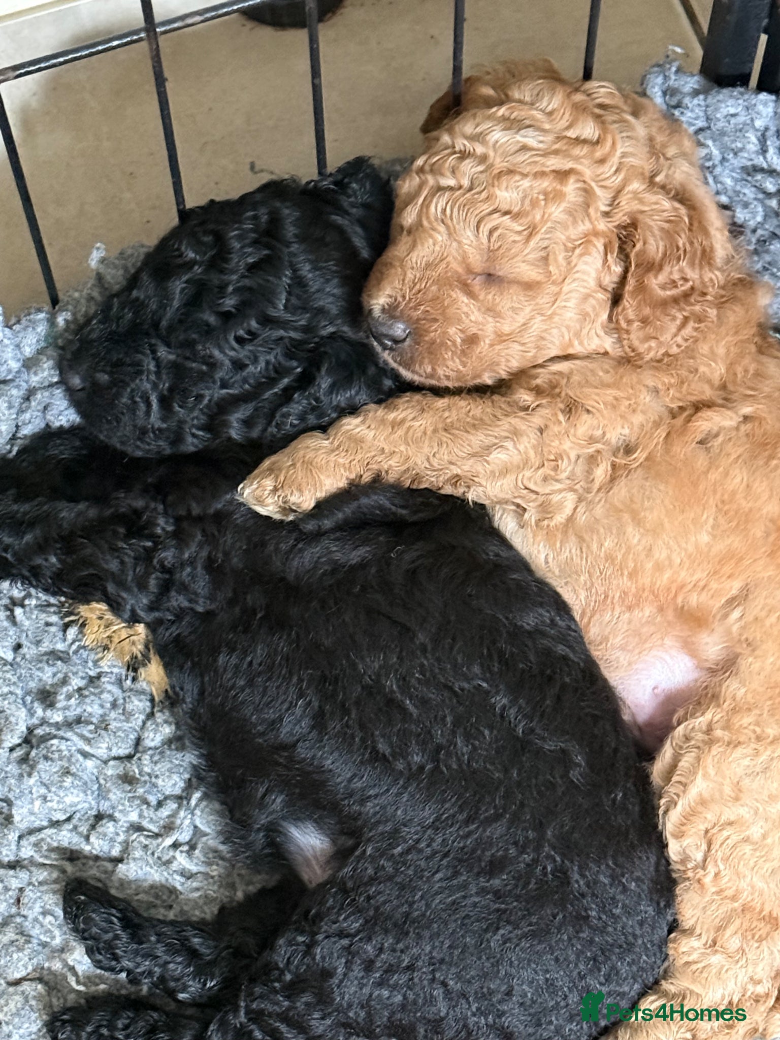 Australian Labradoodle dogs fully health tested Australian Labradoodles - Advert 1
