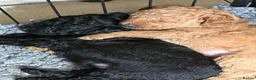 Australian Labradoodle dogs for sale: fully health tested Australian Labradoodles - Advert 2