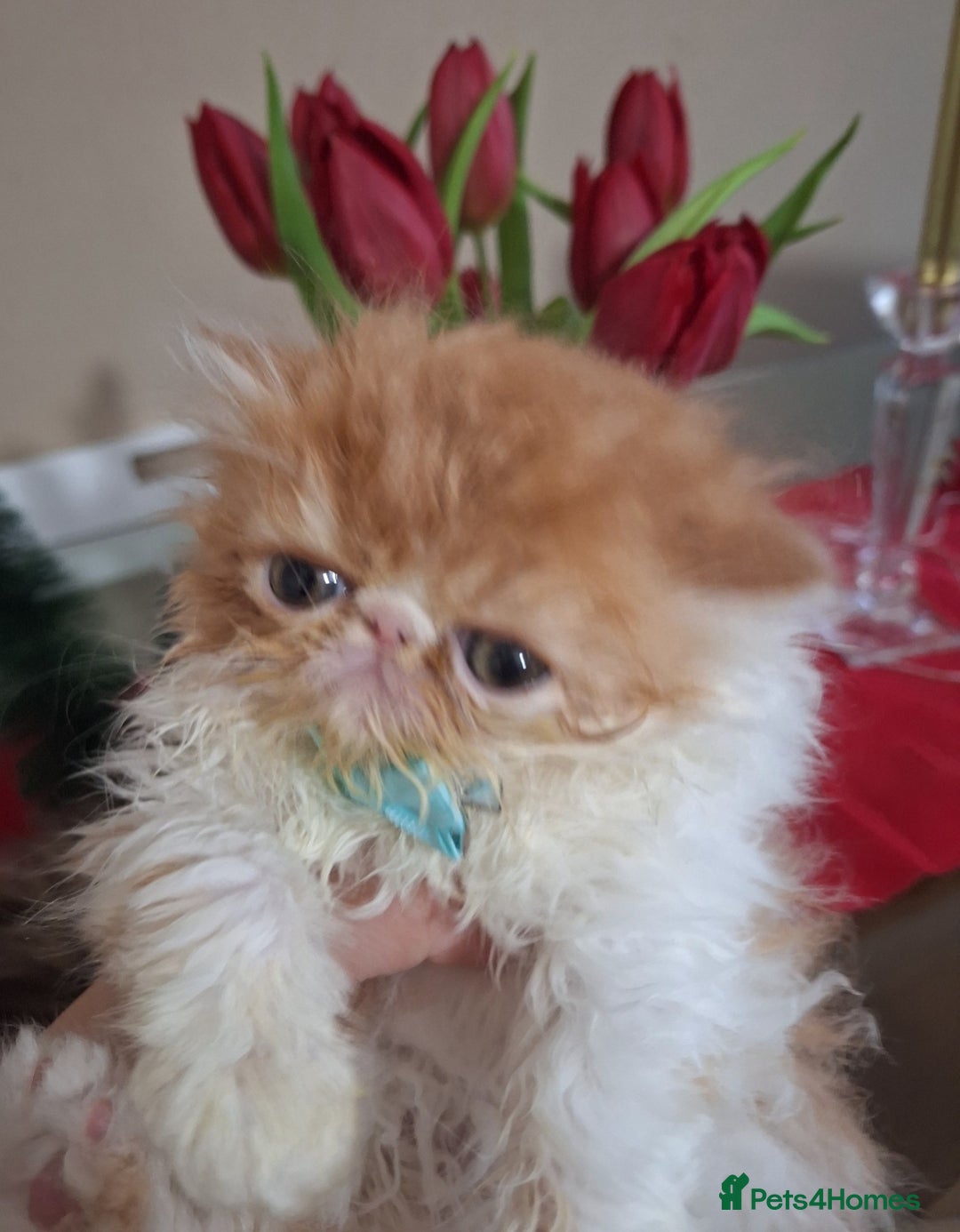 Persian cats for sale:  Outstanding Purebred Persian Kittens Pet Only - Advert 3