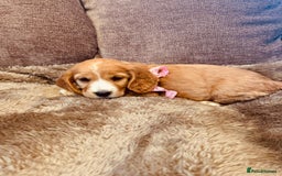 Cocker Spaniel dogs for sale: Stunning Litter of KC Reg Cocker Spaniel Puppies - Image 10