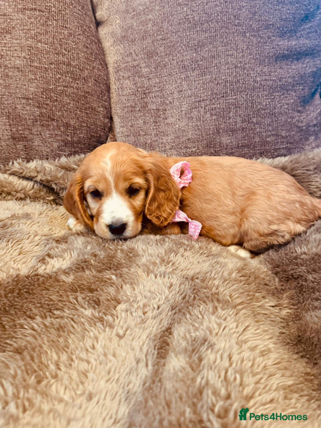 Cocker Spaniel dogs for sale: Stunning Litter of KC Reg Cocker Spaniel Puppies - Image 10