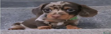 Miniature Dachshund 1
