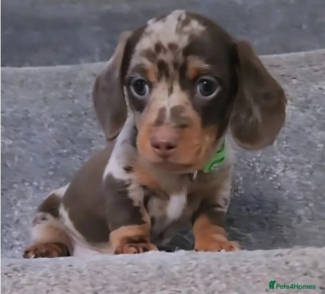 Miniature Dachshund dogs for sale: Beautiful Miniature Dachshund Puppies in Perth - Advert 4