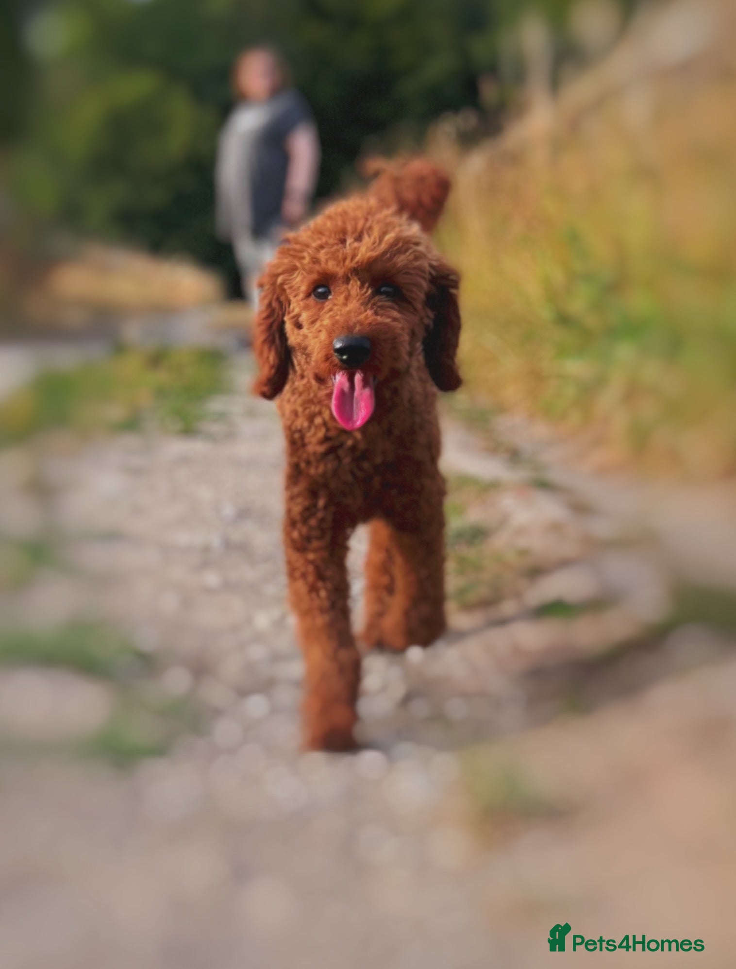 Labradoodle dogs KC REG MIN POODLE PROVEN STUD  in Chippenham - Advert 4