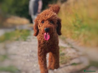 Labradoodle dogs KC REG MIN POODLE PROVEN STUD in Chippenham - Advert 2