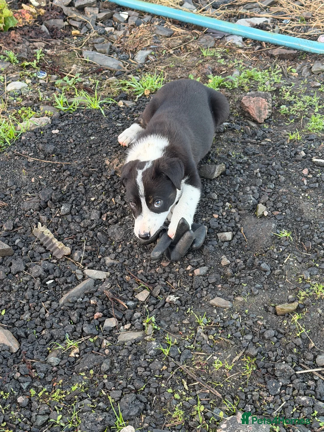Border Collie dogs for sale: Border collie boy in Ruthin - Advert 8