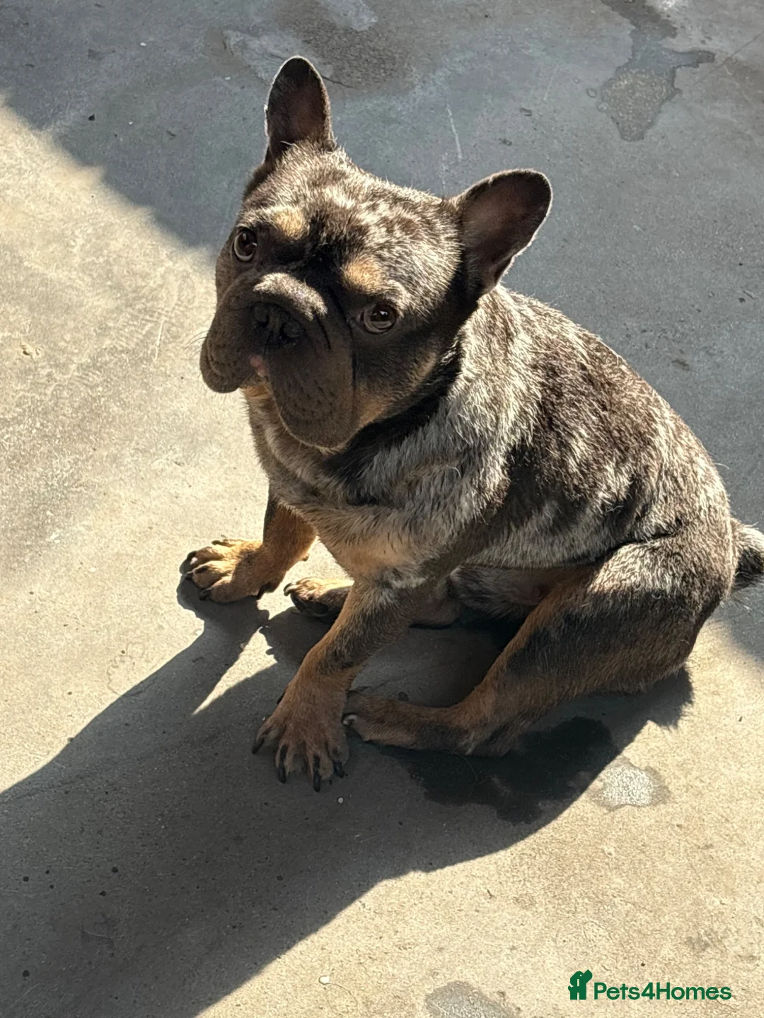 French Bulldog dogs for stud: Stud ready in Oldham - Advert 1