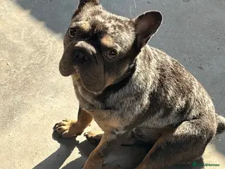 French Bulldog dogs Stud ready - Advert 18