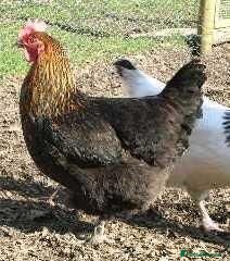 Chickens poultry Variety of hybrid chickens 16+ weeks old POL - Advert 1
