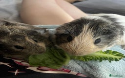 Guinea Pig rodents for sale: Fluffy and sweet Baby guinea pig  - Image 5