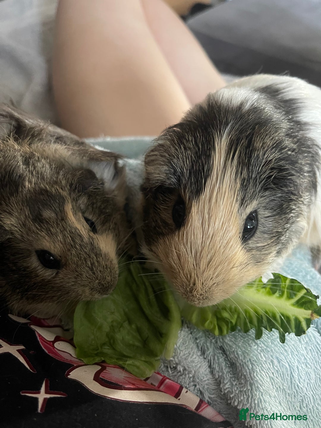 Guinea Pig rodents for sale: Fluffy and sweet Baby guinea pig  - Image 5