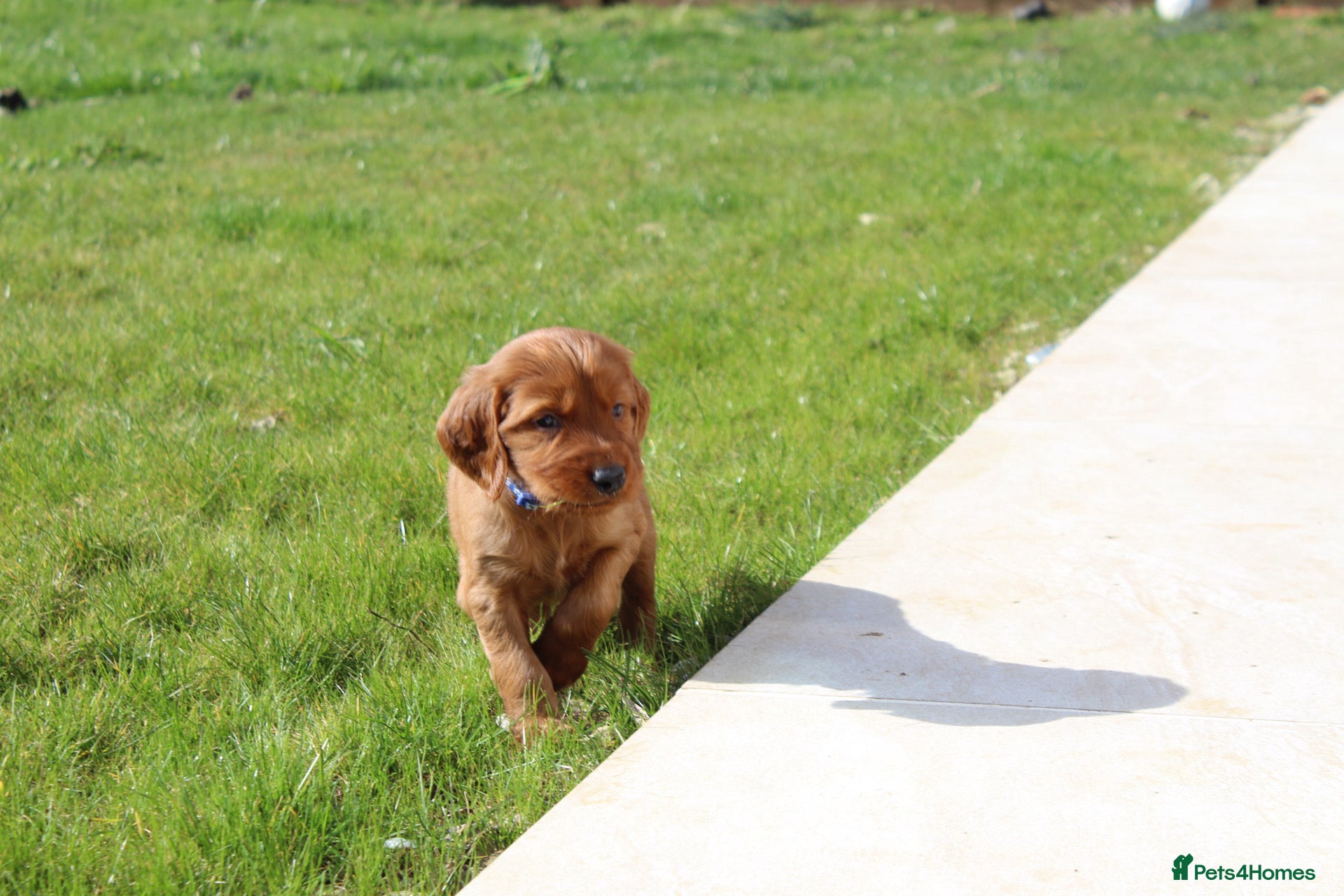 Irish Setter dogs Qualitly Irish Setter waiting list now open - Advert 3