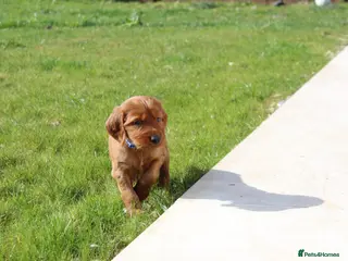 Irish Setter dogs Qualitly Irish Setter waiting list now open - Advert 3